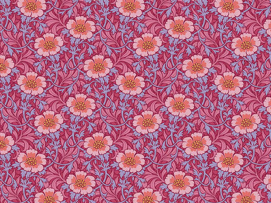 100527-Winterrose-Hibiscus Tilda