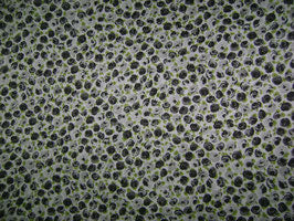 Sarga rositas grises.